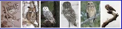 Owls of Ontario