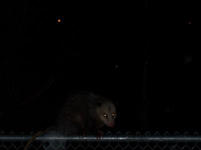Possum in the night