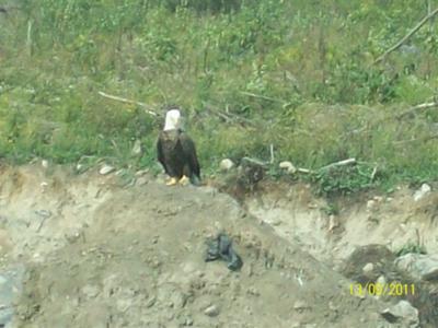 Bald Eagle. Cornwall, Ontario