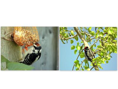 2. Downy Woodpecker & Nutall's Woodpecker
