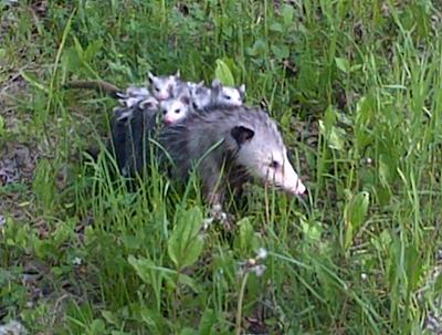 Mother Possum with young