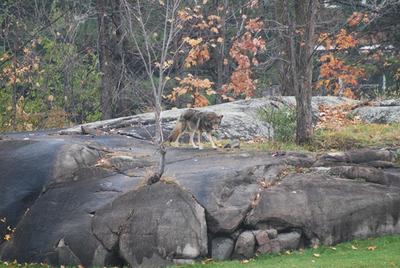 This was also taken close to the 10th tee, but our sighting was a larger, darker marked animal. 