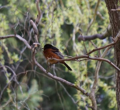 Orchard Oriole flew in with Baltimores