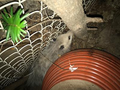 Possum in Etobicoke