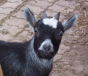 Our animals here at Sunnybrook Farm, chickens and pygmy goats