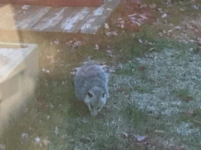 This animal in my backyard