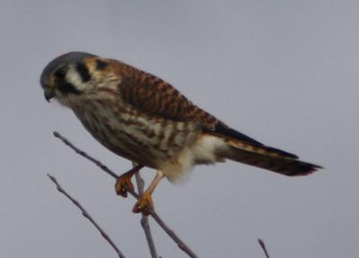 Pictures Of Hawks Of Southern Ontario 9