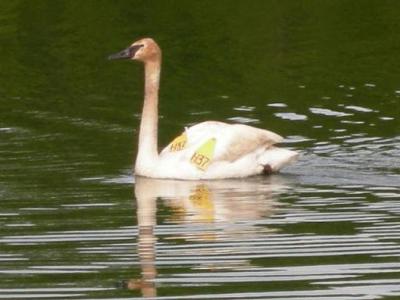 Swan with tags