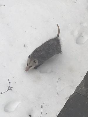 Opossum just out for a stroll 