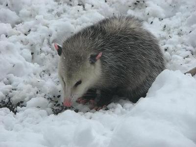 Possum in the Snow