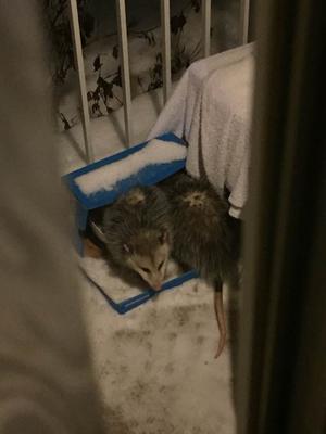 Two Possums in the box bed