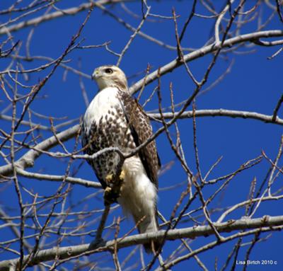Pictures Of Hawks Of Southern Ontario 14