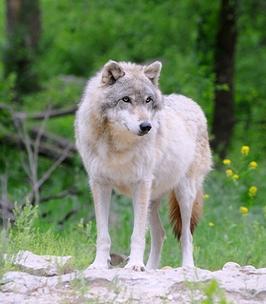 Ontario Wolf - courtesy of Dreamstime 