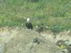 Bald Eagle. Cornwall, Ontario