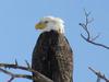 Bald Eagle near Niagara Falls