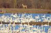 Tundra Swans and Whitetailed Deer