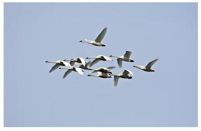 Tundra Swans in flight