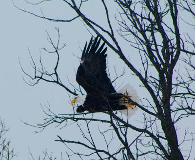Eagle in Flight in Eganville