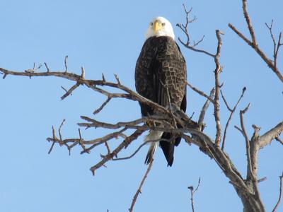 Bald Eagle, in a tree, Niagara Parkway, Ontario