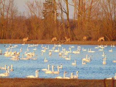 Tundra Swans and White Tailed Deer