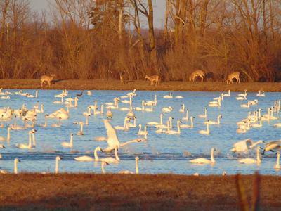 Tundra Swans and White Tail Deer
