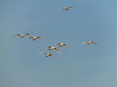 Flying Tundra Swans coming in to land - courtesy of Daniel S Bennett, St Thomas