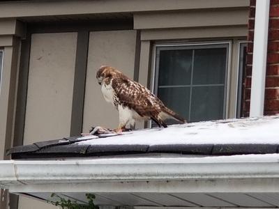 Hawk on a roof