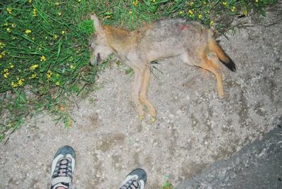 Roadkill :Coyote Pup Found 9:PM Aug. 10 2011