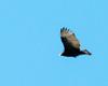 Ontario Turkey Vulture 3