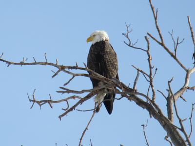 Bald Eagle, beside Niagara River