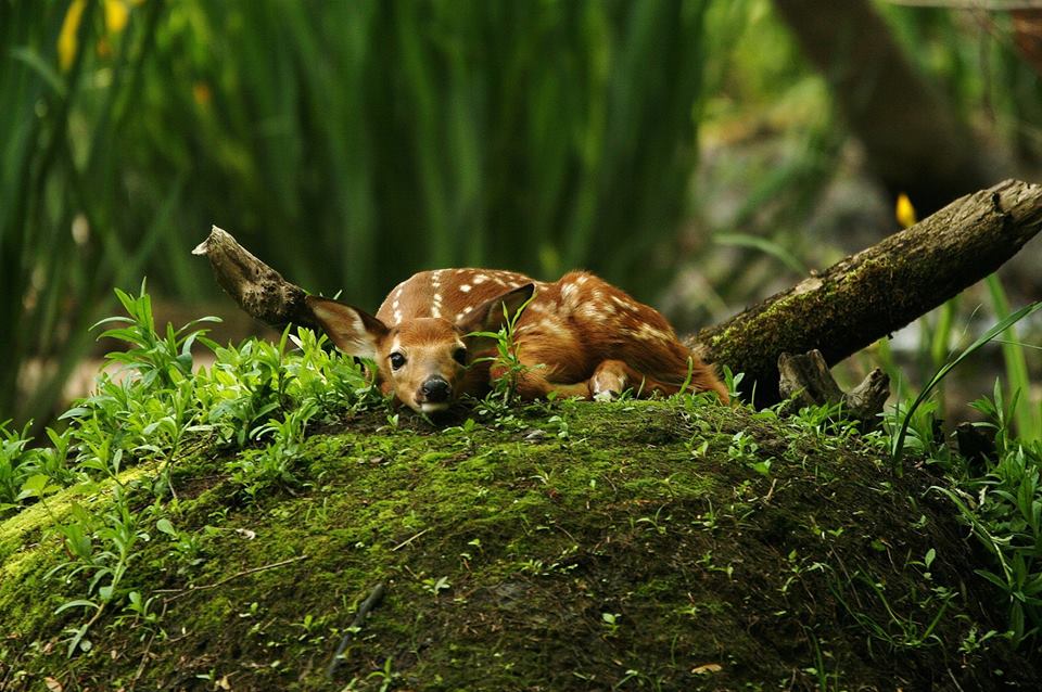 White tailed deer fawn on muskrat lodge by photographer Aaron Blanshard
