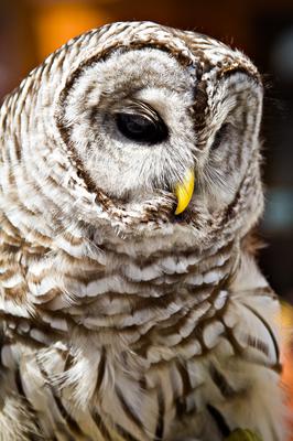 Beautiful barred owln