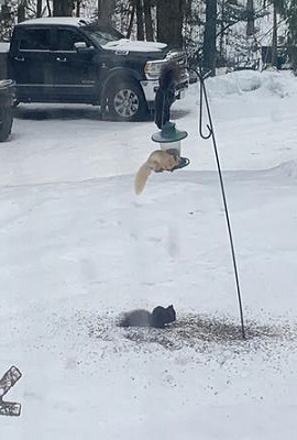 White Squirrel at bird feeder in winter