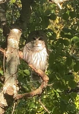 Owl in backyard tree