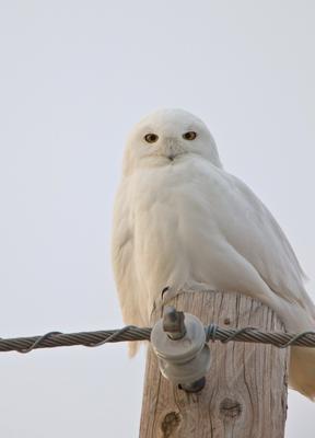 White Snowy Owl on utility pole in winter