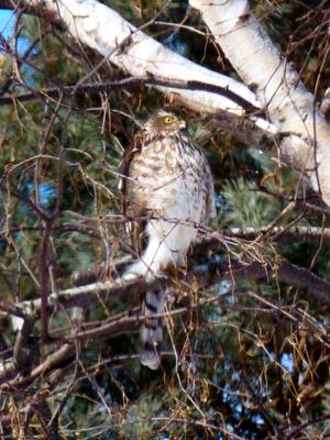Sharp Shinned Hawk in Kincardine Ontario
