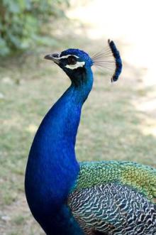 peacock in Lanark, Ontario