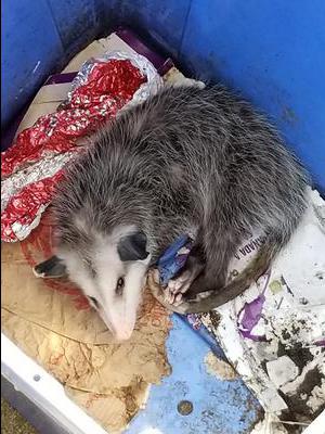 Opossum in blue box in Pickering - widespread in Ontario