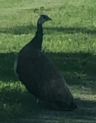 Peacock in Niagara Ontario