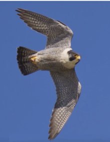 Peregrine Falcon in Ontario