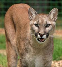 Cougar or Mountain Lion