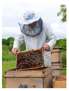 Bee-keeper at his hive in Ontario