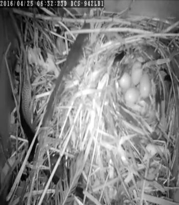 Starling nest with eggs