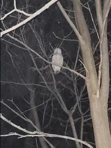 Night time Owl in a tree