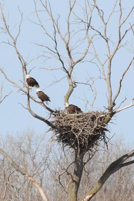 Three Bald Eagles in Lakeshore