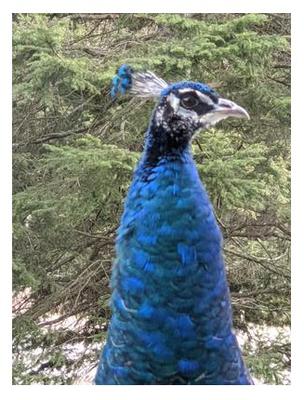 Peacock in Bracebridge Ontario