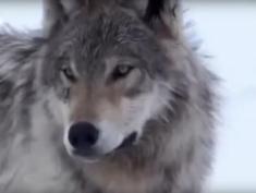 close-up of Wolf