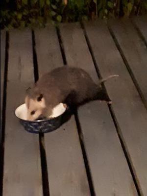 opossum eating cat food on deck, Ontario