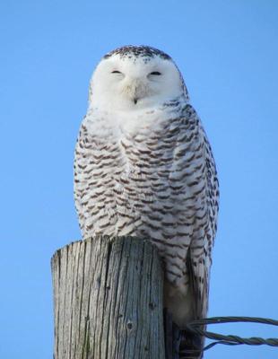 the Snowy Owl, Ontario