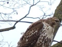 Canadian Coopers Hawk in Oakville